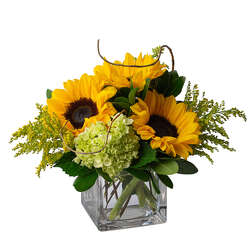 Sunshine Spirit from Joseph Genuardi Florist in Norristown, PA